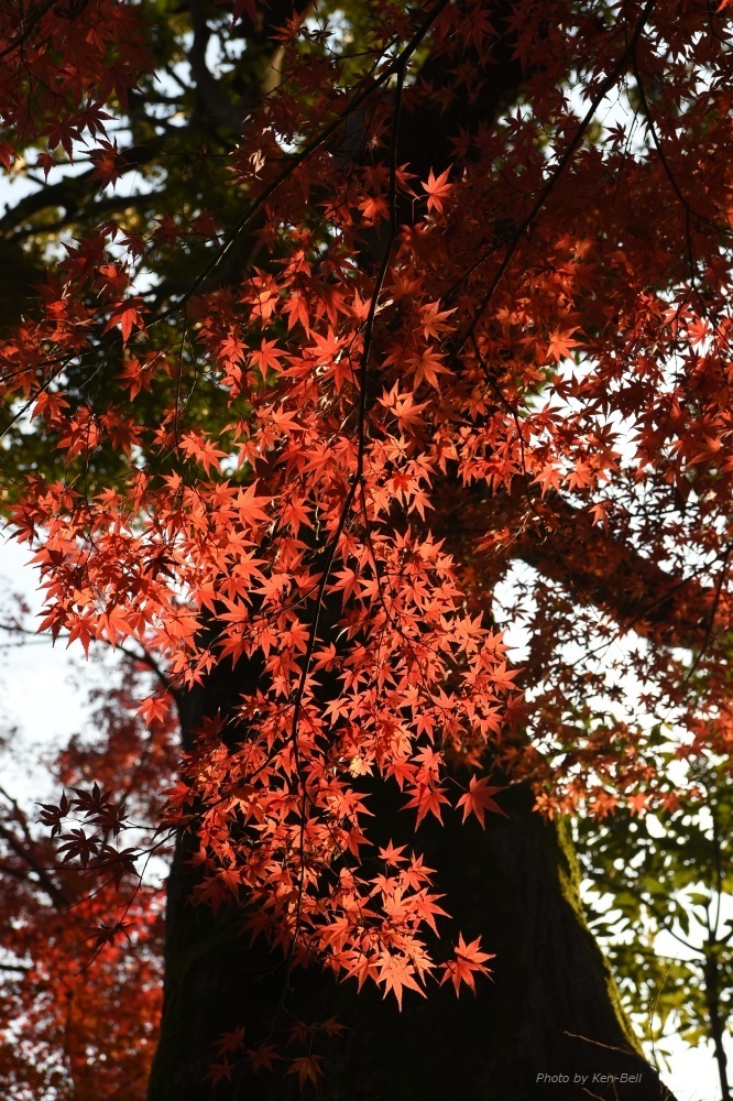 紅葉