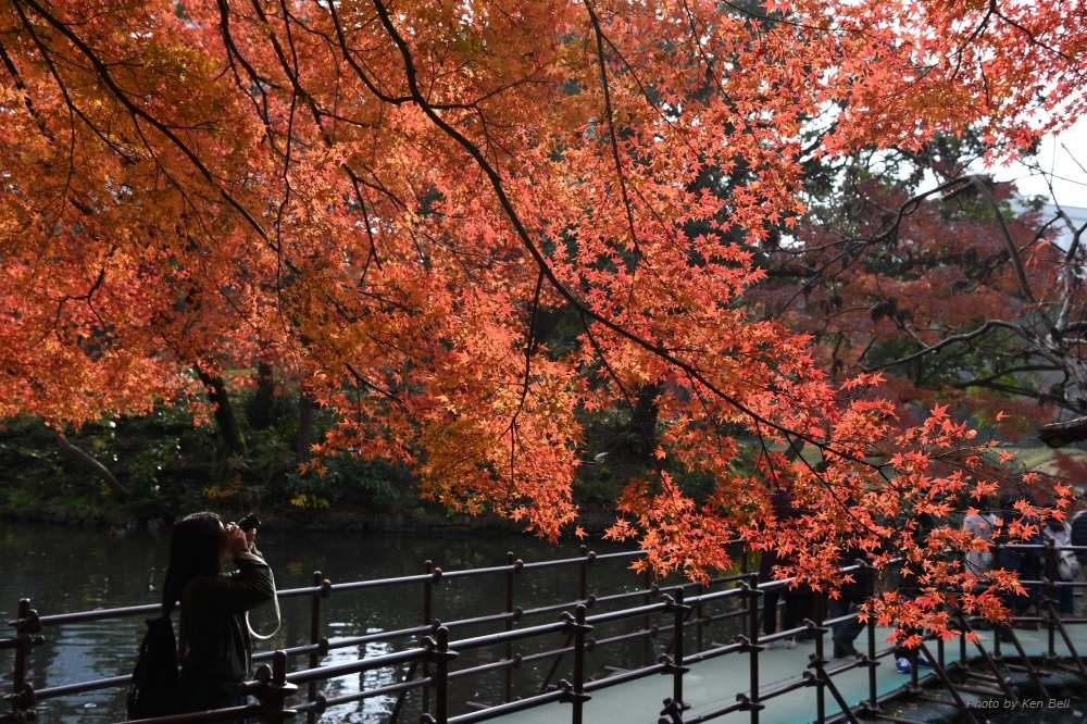 カメラ女子と紅葉