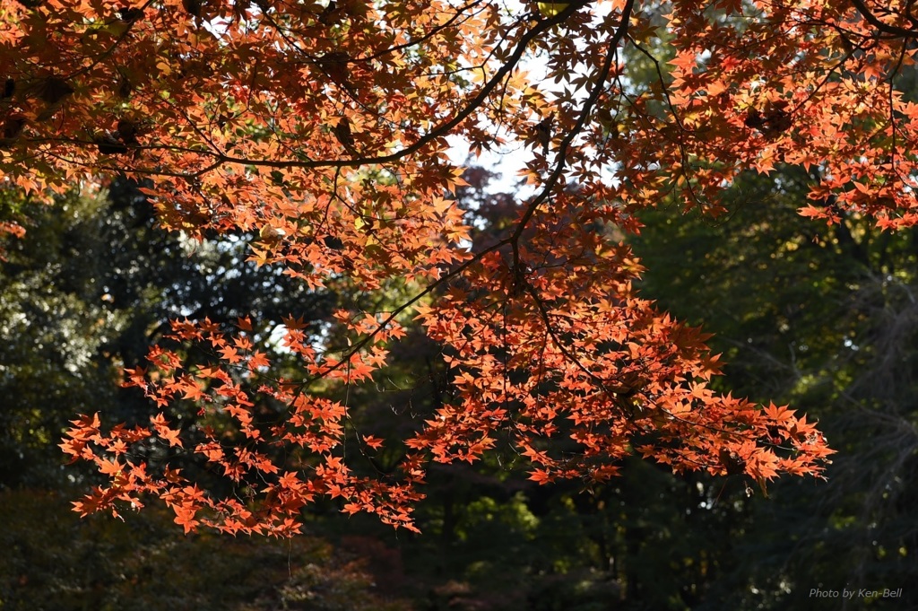 紅葉