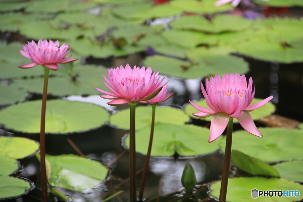 水生植物園