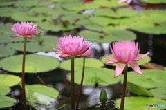 水生植物園