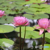 水生植物園