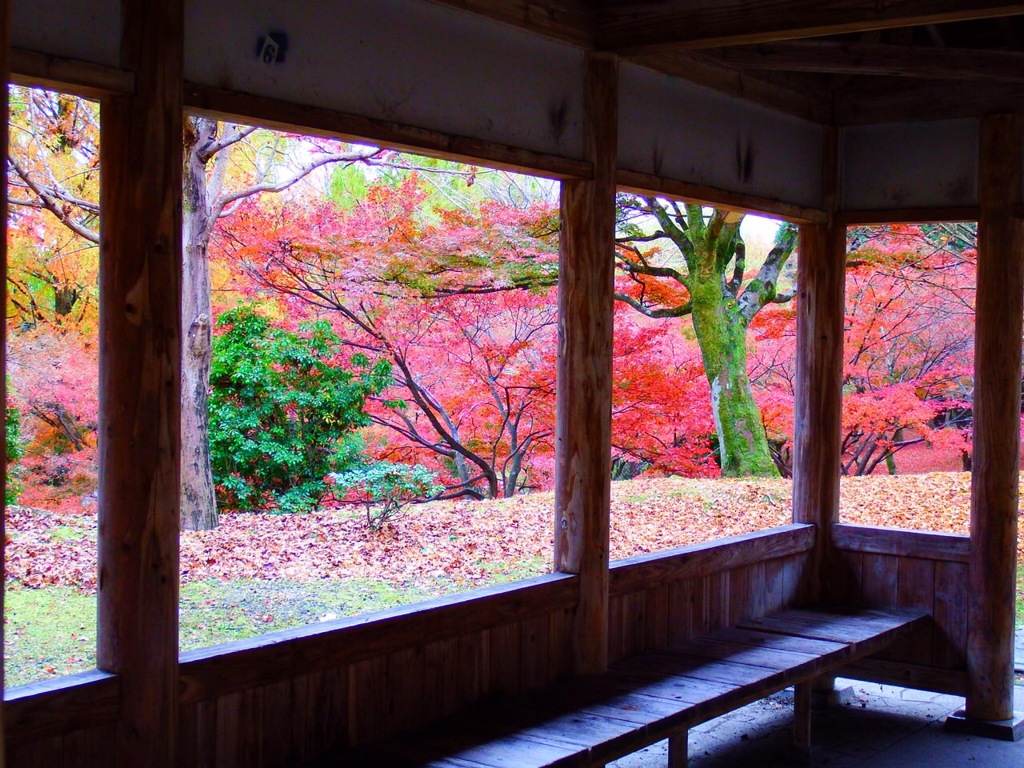 風景紅葉