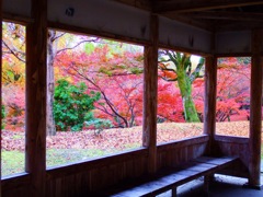 風景紅葉