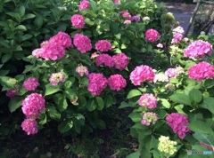 紫陽花5