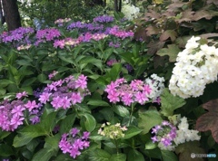 紫陽花2
