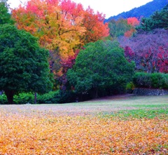 紅葉