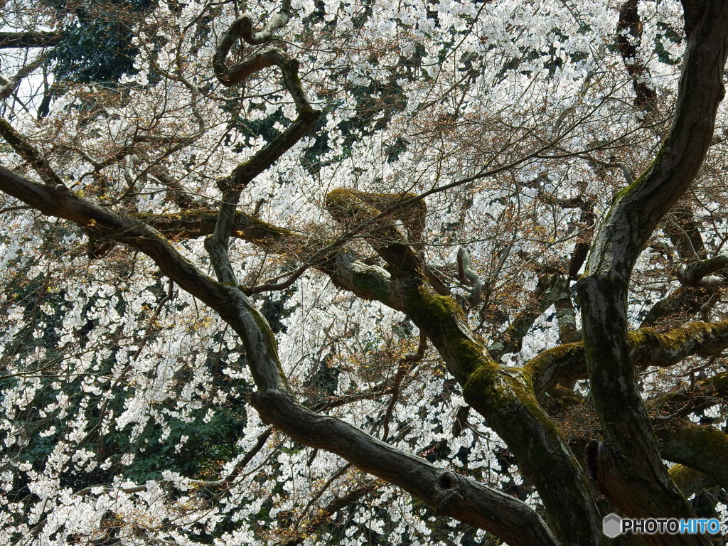 さくら
