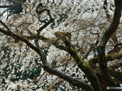 さくら