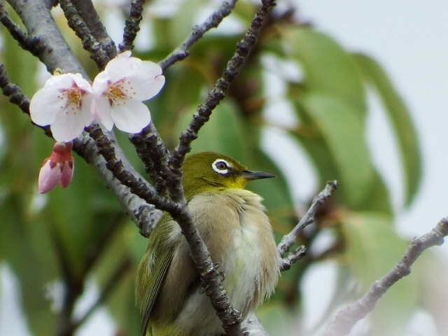 メジロと桜1