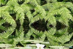 花模様②