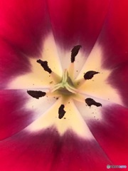万華鏡 1