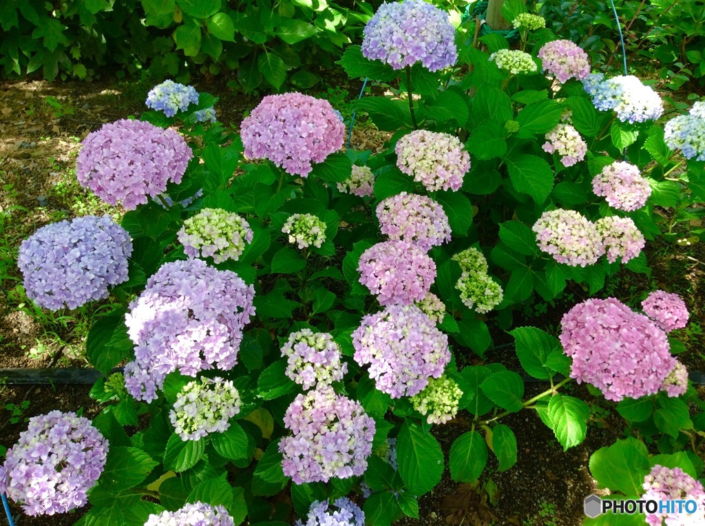 紫陽花1