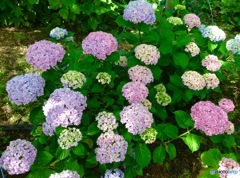 紫陽花1