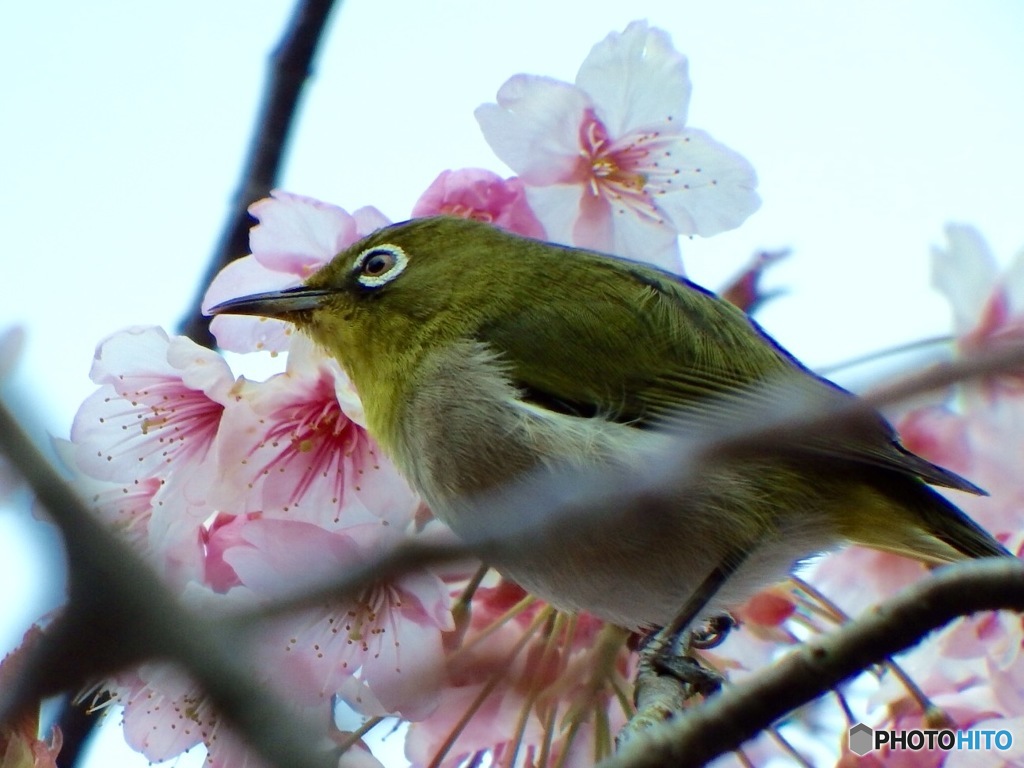意外と凛々しい顔です