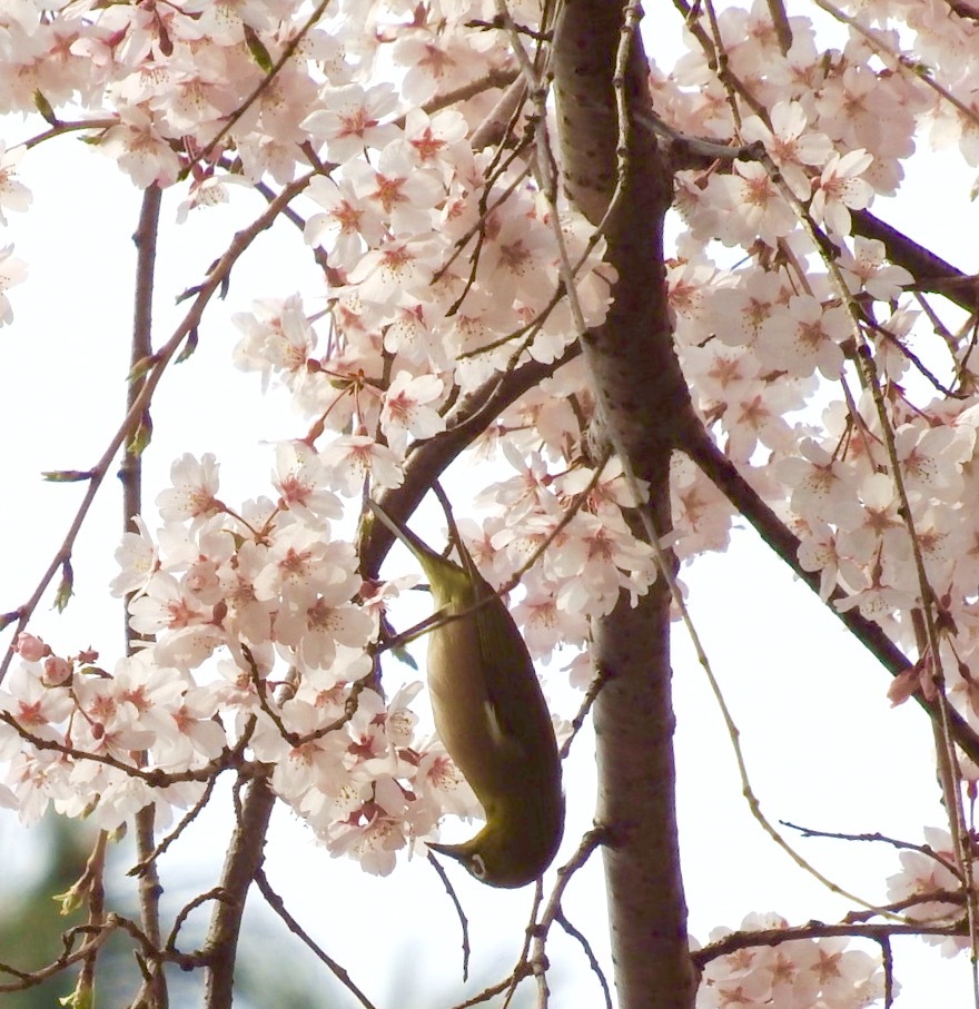 i逆さメジロ