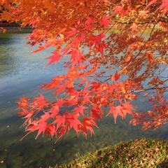 紅葉