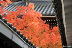 屋根の間から