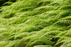 花模様③