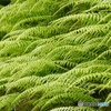 花模様③