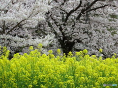 菜の花とさくら