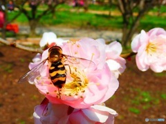 蜜