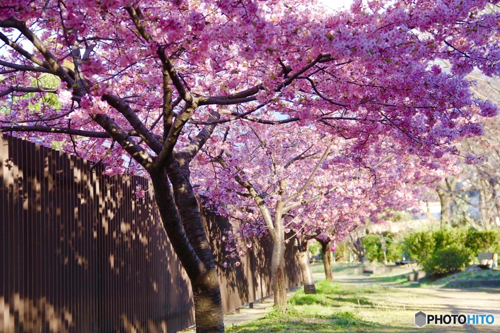 満開の河津桜