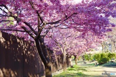 満開の河津桜