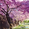 満開の河津桜