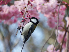 シジュウカラとさくら