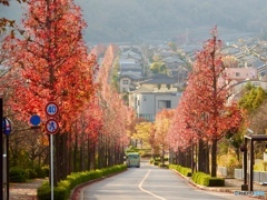 紅葉の長い道