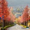 紅葉の長い道