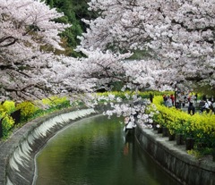 山科川