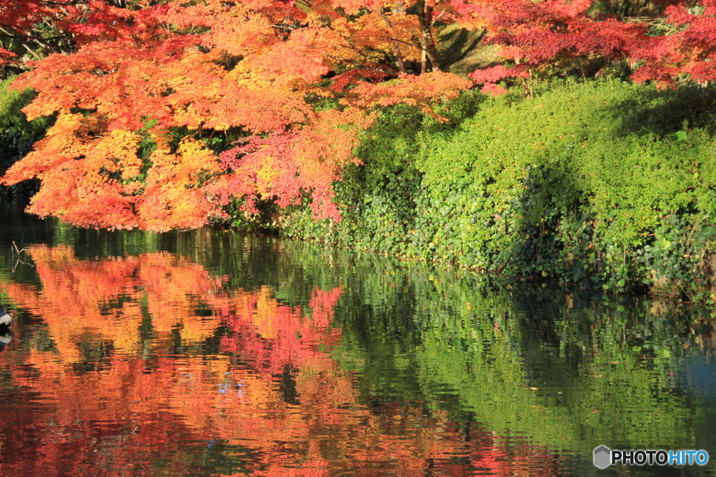 水面の紅葉