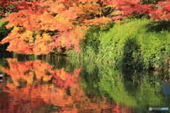 水面の紅葉