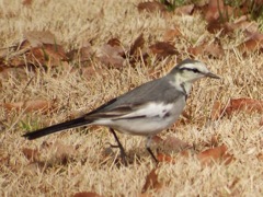 何鳥？  1