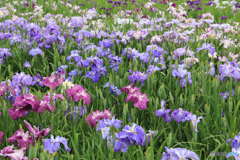 琵琶湖  菖蒲園