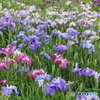 琵琶湖  菖蒲園