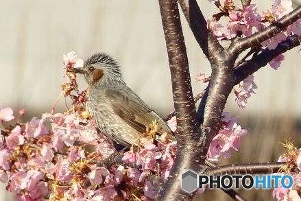 河津桜のヒヨドリ