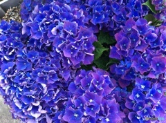 紫陽花6