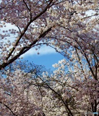 青空の桜