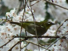 桜とメジロ