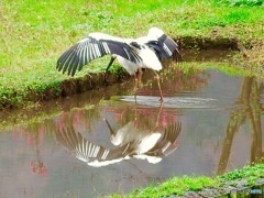 コウノトリ2