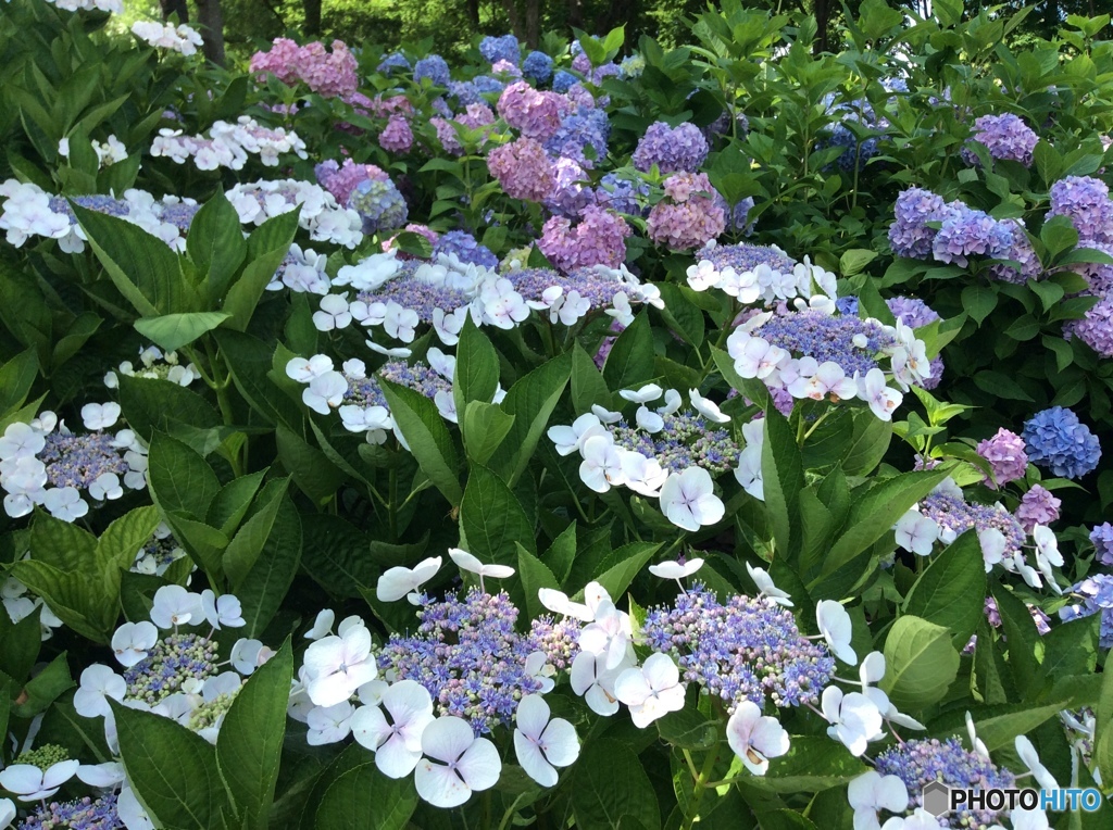 紫陽花4