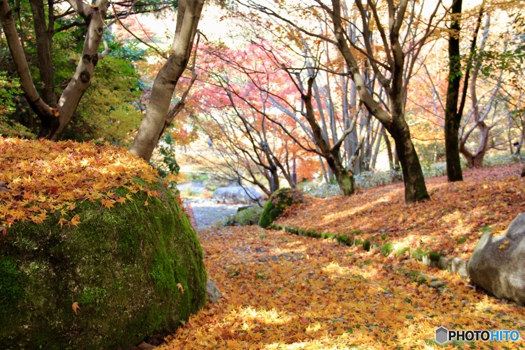 積もった紅葉
