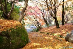 積もった紅葉