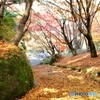 積もった紅葉