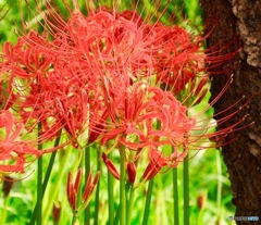 彼岸花