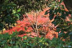 緑の中の紅葉