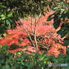 緑の中の紅葉